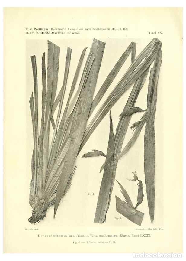 Collezionismo di Riviste e Giornali: Reproducci&oacute;n/Reproduction 49487849472: Pteridophyta und Anthophyta /. Wien :K.K. Hof- und Staatsdruc