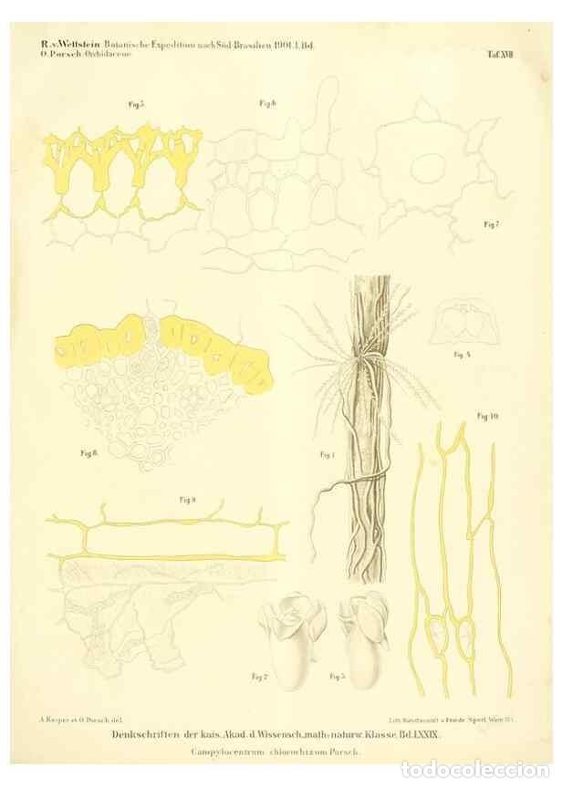 Collezionismo di Riviste e Giornali: Reproducci&oacute;n/Reproduction 49487639446: Pteridophyta und Anthophyta /. Wien :K.K. Hof- und Staatsdruc