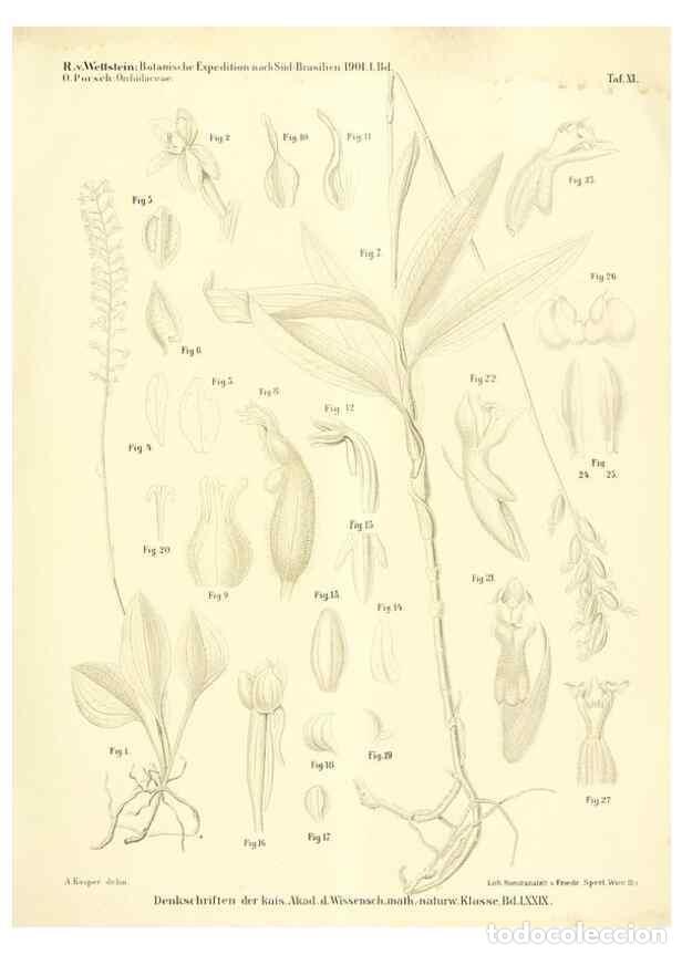 Collezionismo di Riviste e Giornali: Reproducci&oacute;n/Reproduction 49487141623: Pteridophyta und Anthophyta /. Wien :K.K. Hof- und Staatsdruc
