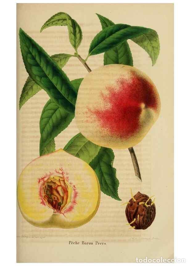 Collezionismo di Riviste e Giornali: Reproducci&oacute;n/Reproduction 49264475782: Belgique horticole.. Li&eacute;ge.. - Morren, Charles,