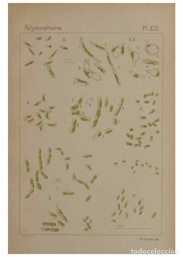 Collectionnisme de Revues et Journaux: Reproducci&oacute;n/Reproduction 49299114317: &Eacute;tude critique et exp&eacute;rimentale sur le polymorphisme des algu