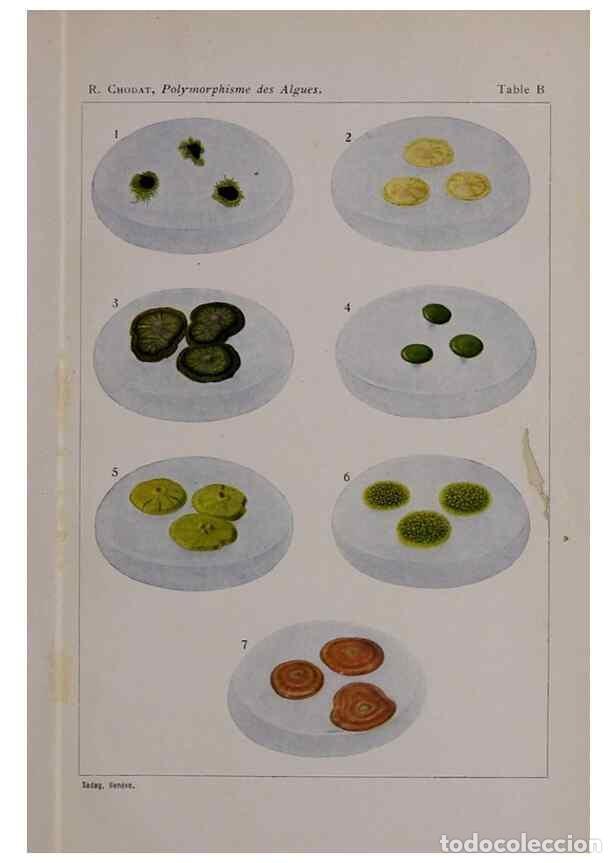 Collectionnisme de Revues et Journaux: Reproducci&oacute;n/Reproduction 49298425388: &Eacute;tude critique et exp&eacute;rimentale sur le polymorphisme des algu