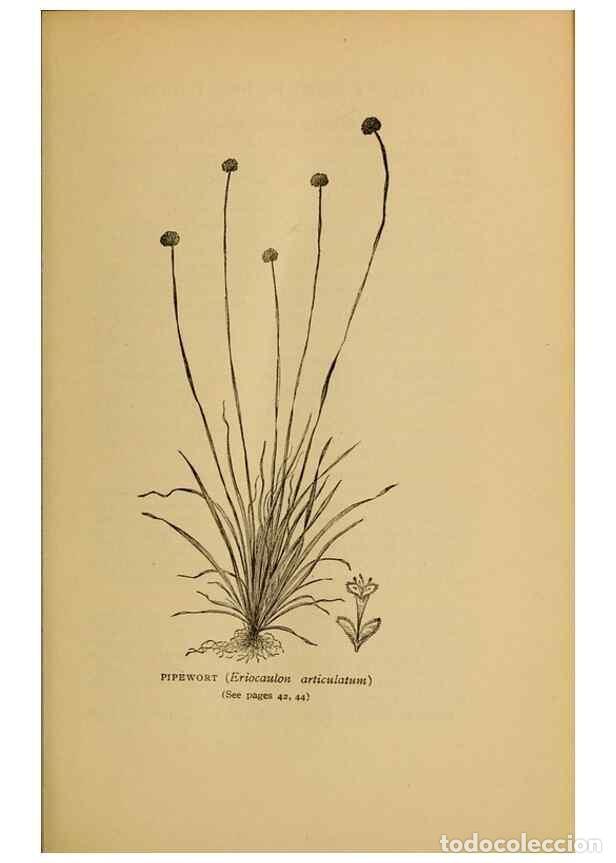 Collectionnisme de Revues et Journaux: Reproducci&oacute;n/Reproduction 49303694903: Harper's guide to wild flowers,. New York,Harper,1912.. - Cre