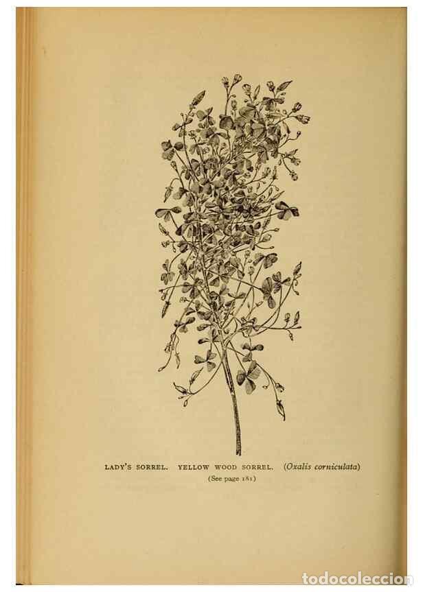 Collectionnisme de Revues et Journaux: Reproducci&oacute;n/Reproduction 49304404682: Harper's guide to wild flowers,. New York,Harper,1912.. - Cre