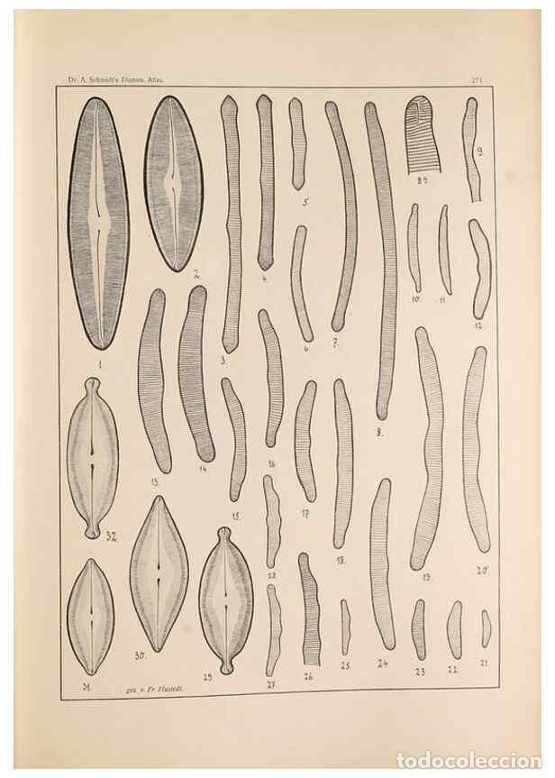 Collectionnisme de Revues et Journaux: Reproducci&oacute;n/Reproduction 49352429096: Atlas der Diatomaceen-Kunde /. Leipzig :O.R. Reisland,[1874-1