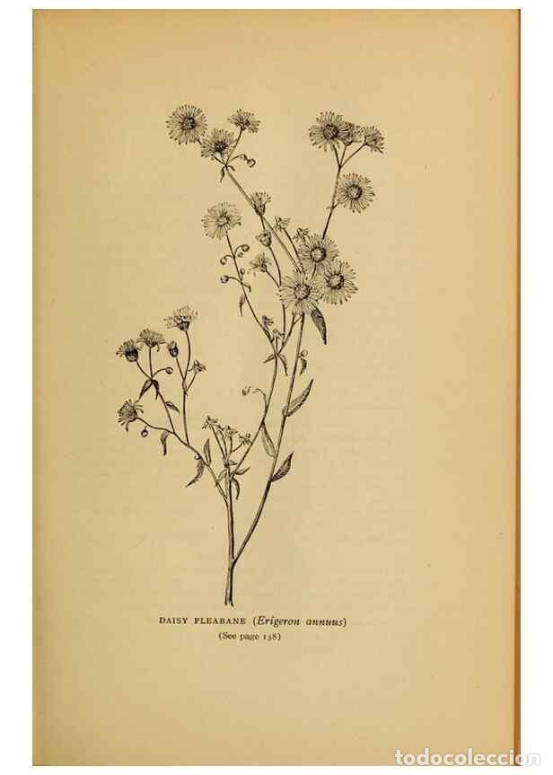 Collectionnisme de Revues et Journaux: Reproducci&oacute;n/Reproduction 49303703203: Harper's guide to wild flowers,. New York,Harper,1912.. - Cre
