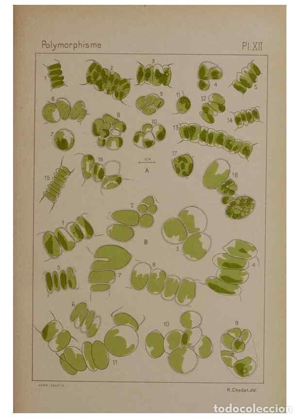 Collectionnisme de Revues et Journaux: Reproducci&oacute;n/Reproduction 49299111947: &Eacute;tude critique et exp&eacute;rimentale sur le polymorphisme des algu