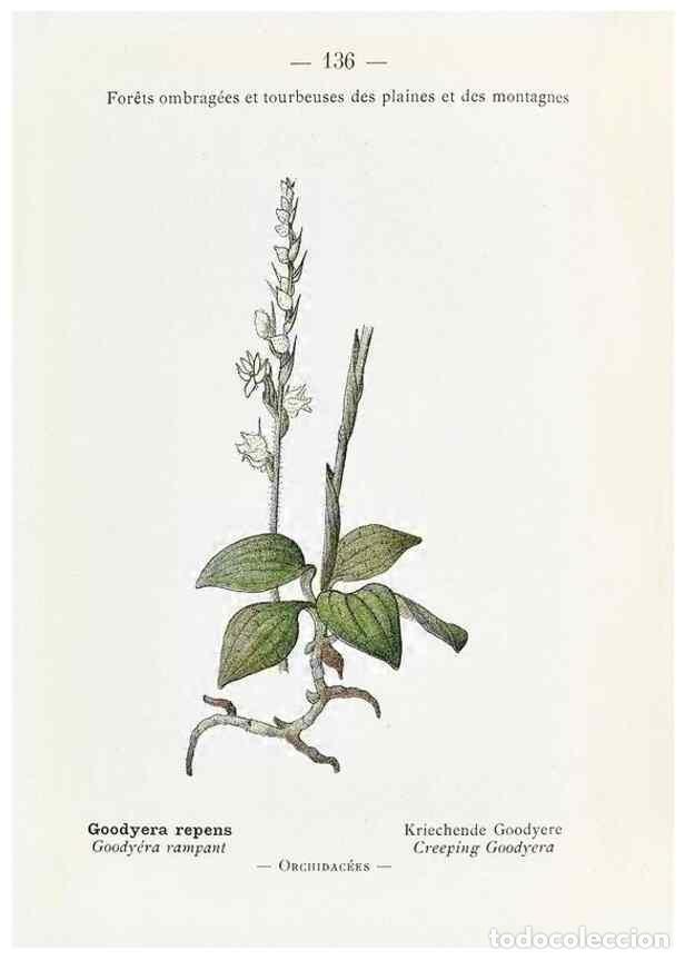 Collectionnisme de Revues et Journaux: Reproducci&oacute;n/Reproduction 49345565061: Nouvelle flore colori&eacute;e de poche des Alpes et des Pyr&eacute;n&eacute;es..