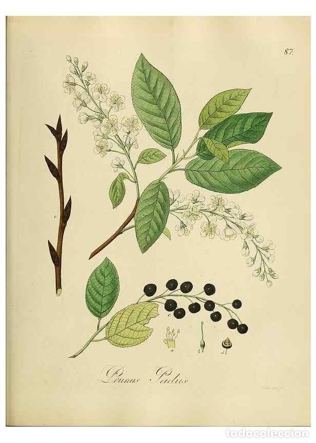 Collectionnisme de Revues et Journaux: Reproducci&oacute;n/Reproduction 49298697416: Vollst&auml;ndige Naturgeschichte der forstlichen Culturpflanzen D