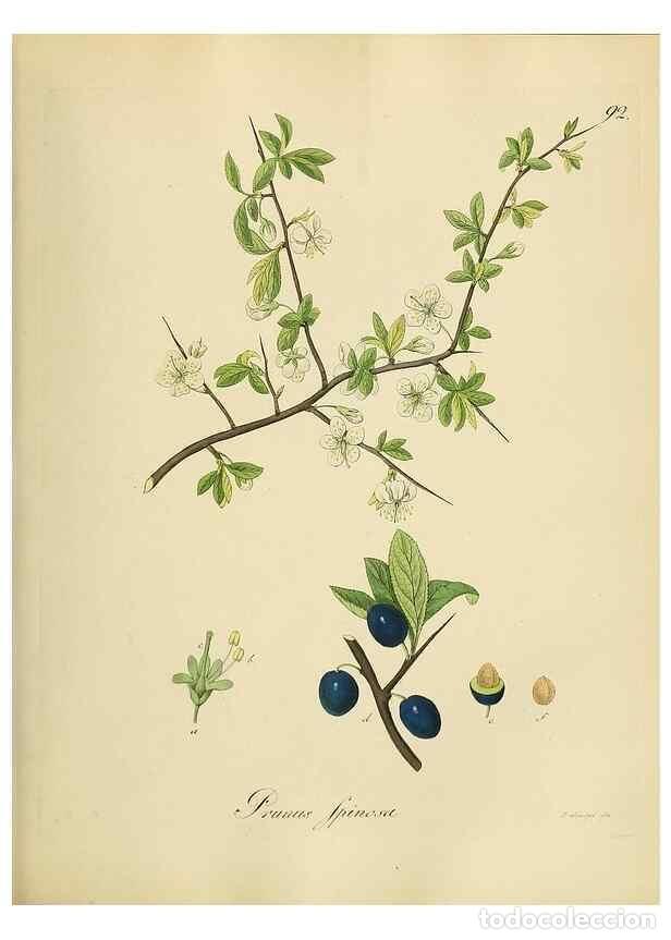 Collectionnisme de Revues et Journaux: Reproducci&oacute;n/Reproduction 49298698611: Vollst&auml;ndige Naturgeschichte der forstlichen Culturpflanzen D