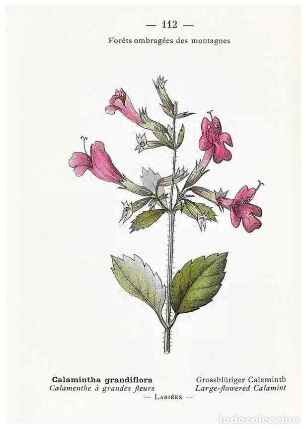 Collectionnisme de Revues et Journaux: Reproducci&oacute;n/Reproduction 49345764272: Nouvelle flore colori&eacute;e de poche des Alpes et des Pyr&eacute;n&eacute;es..