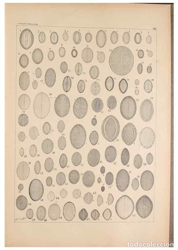 Sammeln von Zeitschriften und Zeitungen: Reproducci&oacute;n/Reproduction 49388732788: Atlas der Diatomaceen-Kunde /. Leipzig :O.R. Reisland,[1874-1