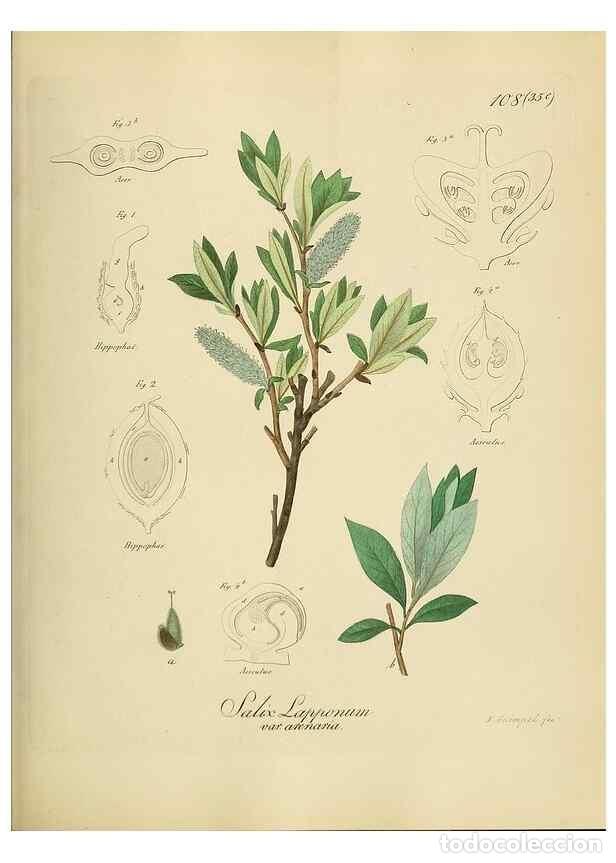 Sammeln von Zeitschriften und Zeitungen: Reproducci&oacute;n/Reproduction 49298217338: Vollst&auml;ndige Naturgeschichte der forstlichen Culturpflanzen D