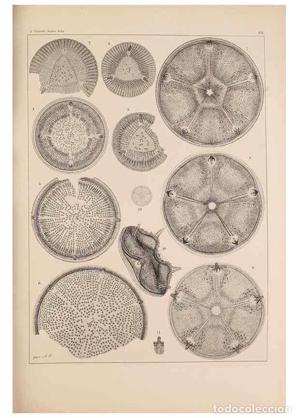 Sammeln von Zeitschriften und Zeitungen: Reproducci&oacute;n/Reproduction 49388858208: Atlas der Diatomaceen-Kunde /. Leipzig :O.R. Reisland,[1874-1