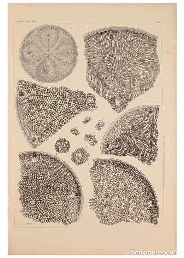 Sammeln von Zeitschriften und Zeitungen: Reproducci&oacute;n/Reproduction 49389530927: Atlas der Diatomaceen-Kunde /. Leipzig :O.R. Reisland,[1874-1