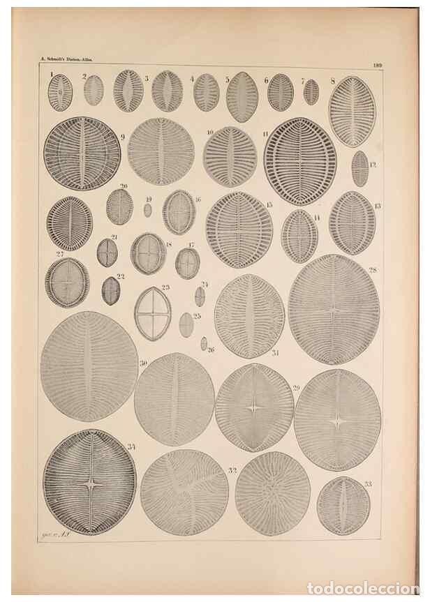 Sammeln von Zeitschriften und Zeitungen: Reproducci&oacute;n/Reproduction 49389403467: Atlas der Diatomaceen-Kunde /. Leipzig :O.R. Reisland,[1874-1