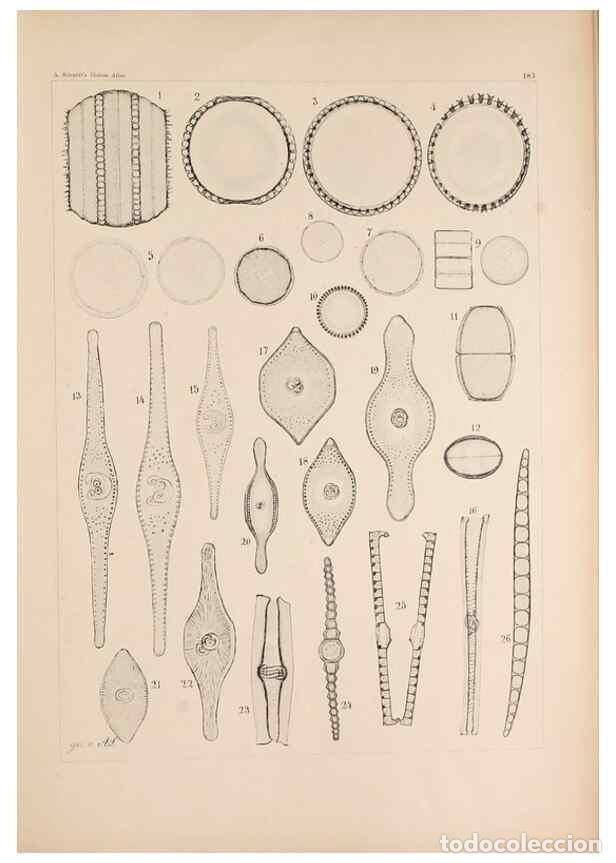 Sammeln von Zeitschriften und Zeitungen: Reproducci&oacute;n/Reproduction 49388730348: Atlas der Diatomaceen-Kunde /. Leipzig :O.R. Reisland,[1874-1