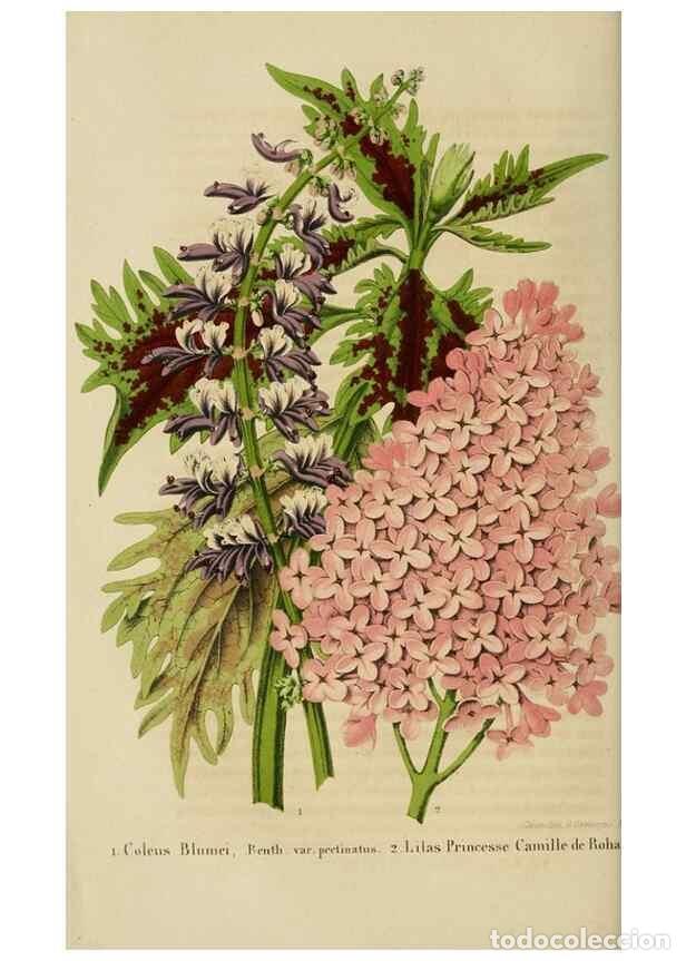 Colecionismo de Revistas e Jornais: Reproducci&oacute;n/Reproduction 49265077536: Belgique horticole.. Li&eacute;ge.. - Morren, Charles,