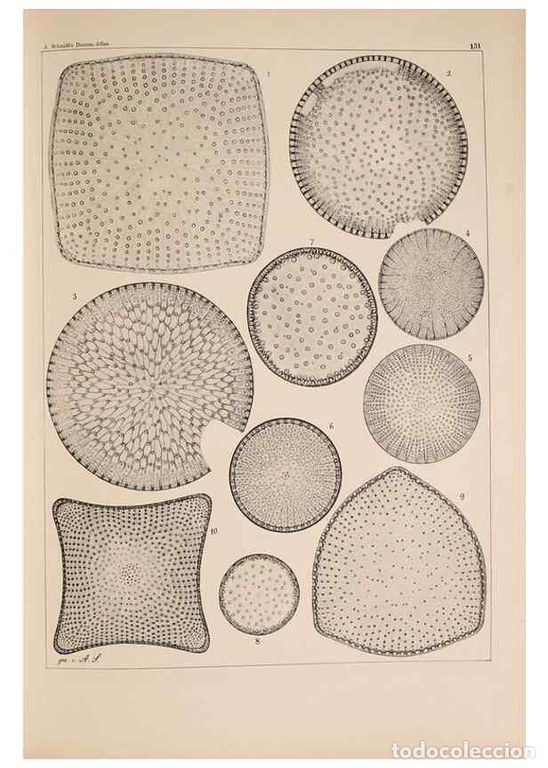 Colecionismo de Revistas e Jornais: Reproducci&oacute;n/Reproduction 49389339326: Atlas der Diatomaceen-Kunde /. Leipzig :O.R. Reisland,[1874-1