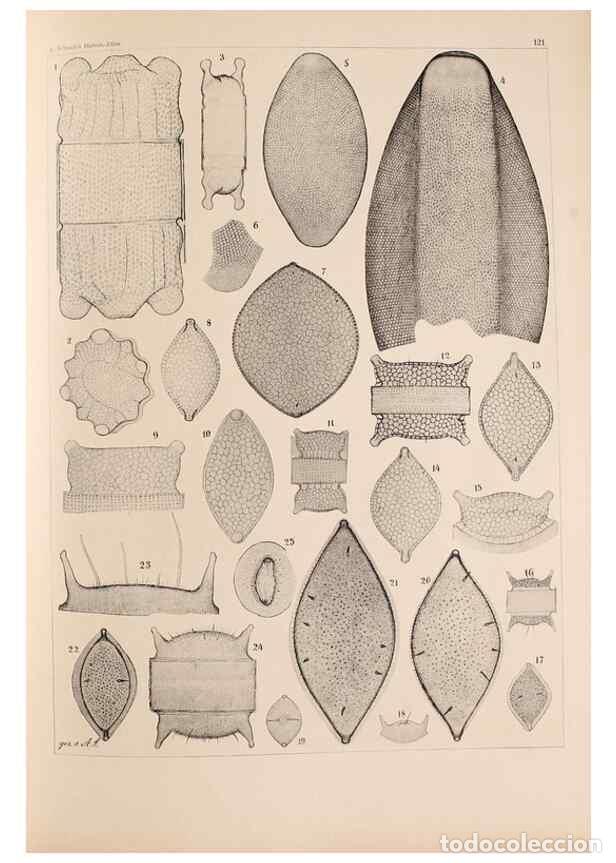 Colecionismo de Revistas e Jornais: Reproducci&oacute;n/Reproduction 49388864578: Atlas der Diatomaceen-Kunde /. Leipzig :O.R. Reisland,[1874-1