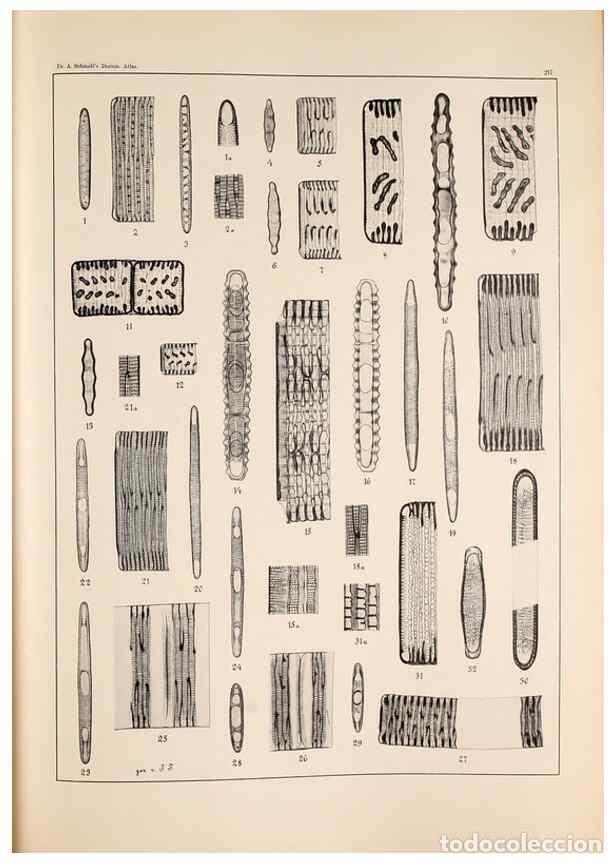 Colecionismo de Revistas e Jornais: Reproducci&oacute;n/Reproduction 49385793087: Atlas der Diatomaceen-Kunde /. Leipzig :O.R. Reisland,[1874-1