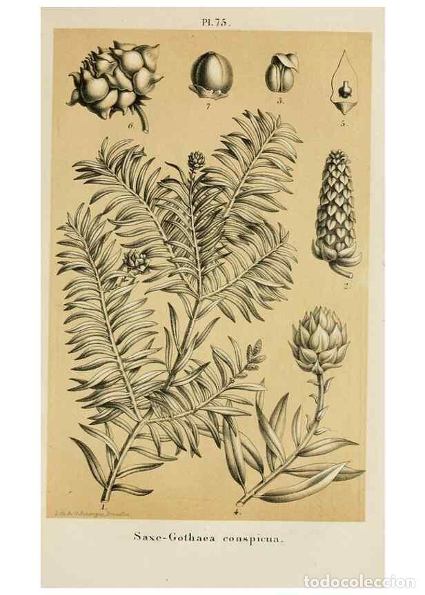 Colecionismo de Revistas e Jornais: Reproducci&oacute;n/Reproduction 49264620903: Belgique horticole.. Li&eacute;ge.. - Morren, Charles,