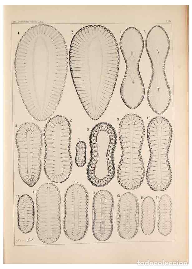 Colecionismo de Revistas e Jornais: Reproducci&oacute;n/Reproduction 49385123858: Atlas der Diatomaceen-Kunde /. Leipzig :O.R. Reisland,[1874-1