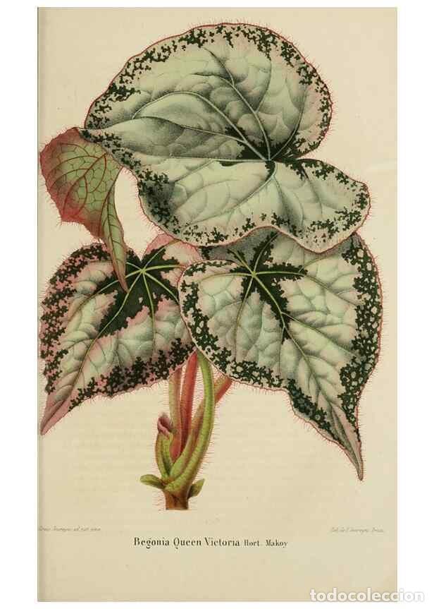 Colecionismo de Revistas e Jornais: Reproducci&oacute;n/Reproduction 49264479587: Belgique horticole.. Li&eacute;ge.. - Morren, Charles,