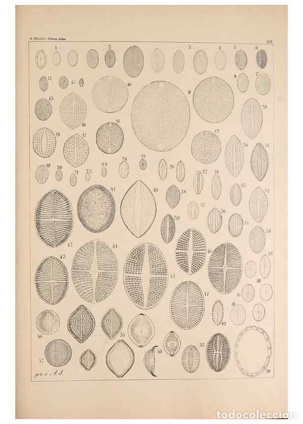 Colecionismo de Revistas e Jornais: Reproducci&oacute;n/Reproduction 49385785282: Atlas der Diatomaceen-Kunde /. Leipzig :O.R. Reisland,[1874-1