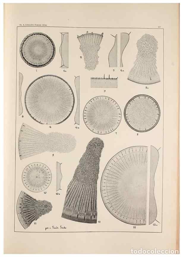 Collection Magazines and Newspapers: Reproducci&oacute;n/Reproduction 49385598701: Atlas der Diatomaceen-Kunde /. Leipzig :O.R. Reisland,[1874-1