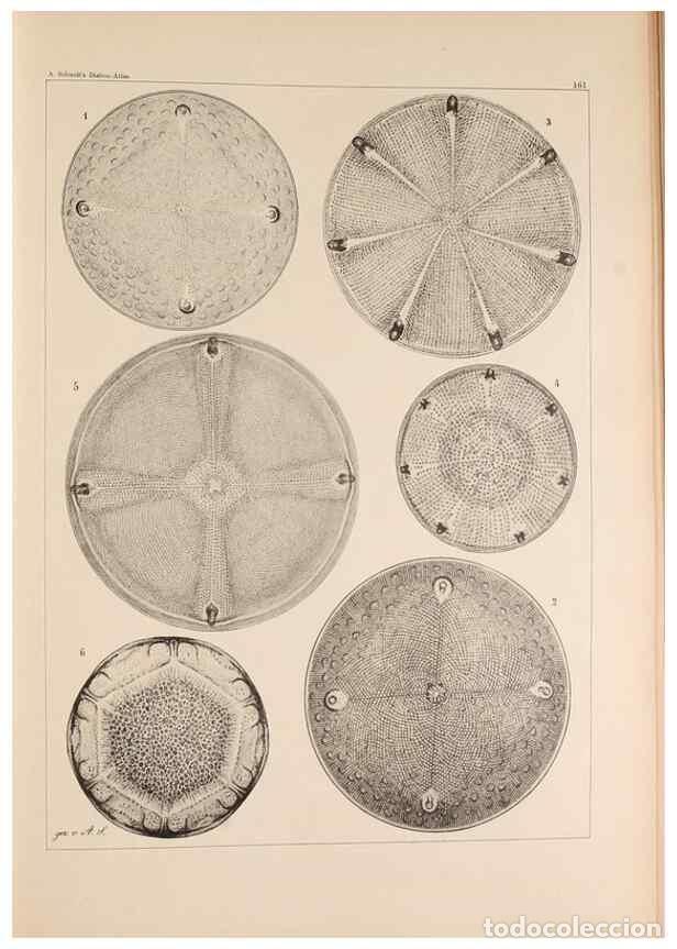 Collection Magazines and Newspapers: Reproducci&oacute;n/Reproduction 49385878611: Atlas der Diatomaceen-Kunde /. Leipzig :O.R. Reisland,[1874-1