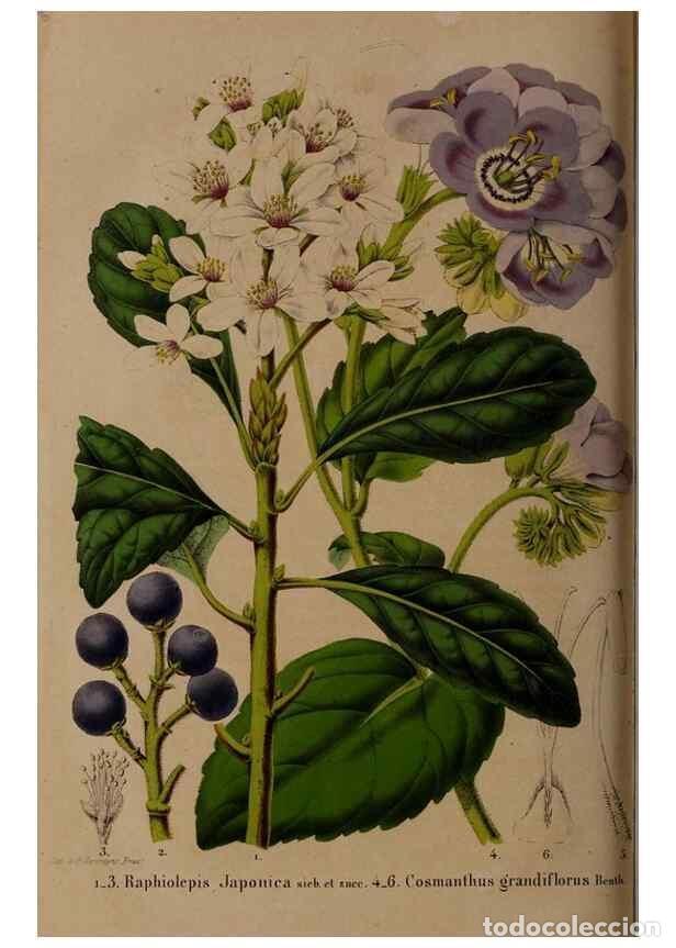 Collection Magazines and Newspapers: Reproducci&oacute;n/Reproduction 49264675096: Belgique horticole.. Li&eacute;ge.. - Morren, Charles,