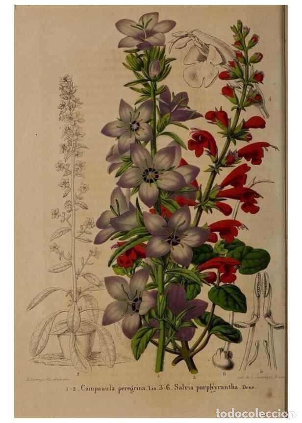 Collection Magazines and Newspapers: Reproducci&oacute;n/Reproduction 49264942432: Belgique horticole.. Li&eacute;ge.. - Morren, Charles,