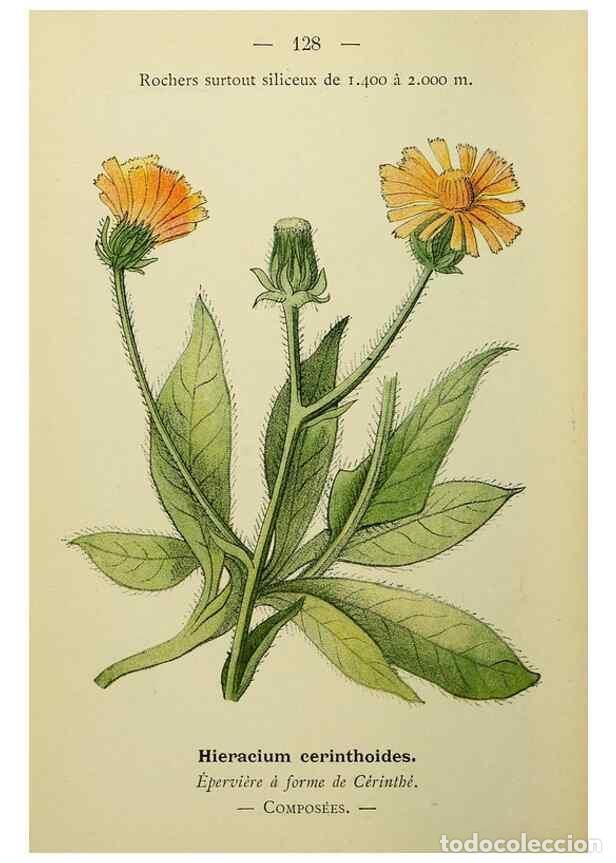 Collezionismo di Riviste e Giornali: Reproducci&oacute;n/Reproduction 49345552532: Nouvelle flore colori&eacute;e de poche des Alpes et des Pyr&eacute;n&eacute;es..