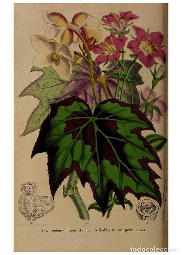 Collezionismo di Riviste e Giornali: Reproducci&oacute;n/Reproduction 49264670471: Belgique horticole.. Li&eacute;ge.. - Morren, Charles,