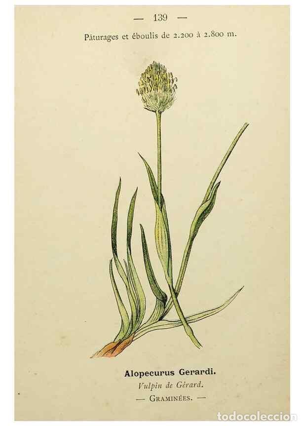 Collezionismo di Riviste e Giornali: Reproducci&oacute;n/Reproduction 49345557007: Nouvelle flore colori&eacute;e de poche des Alpes et des Pyr&eacute;n&eacute;es..