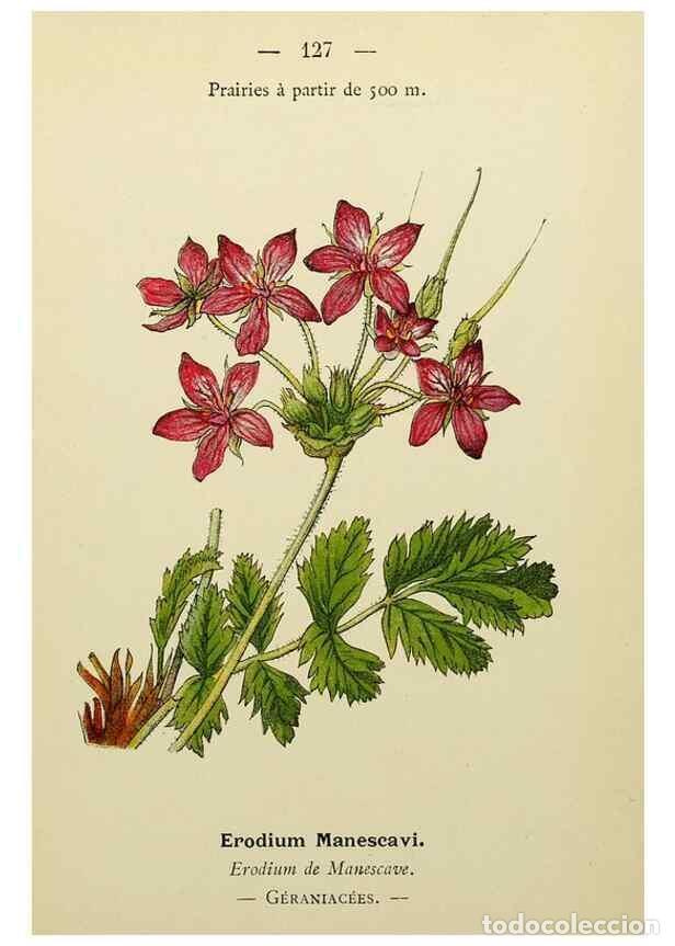 Collezionismo di Riviste e Giornali: Reproducci&oacute;n/Reproduction 49345552132: Nouvelle flore colori&eacute;e de poche des Alpes et des Pyr&eacute;n&eacute;es..