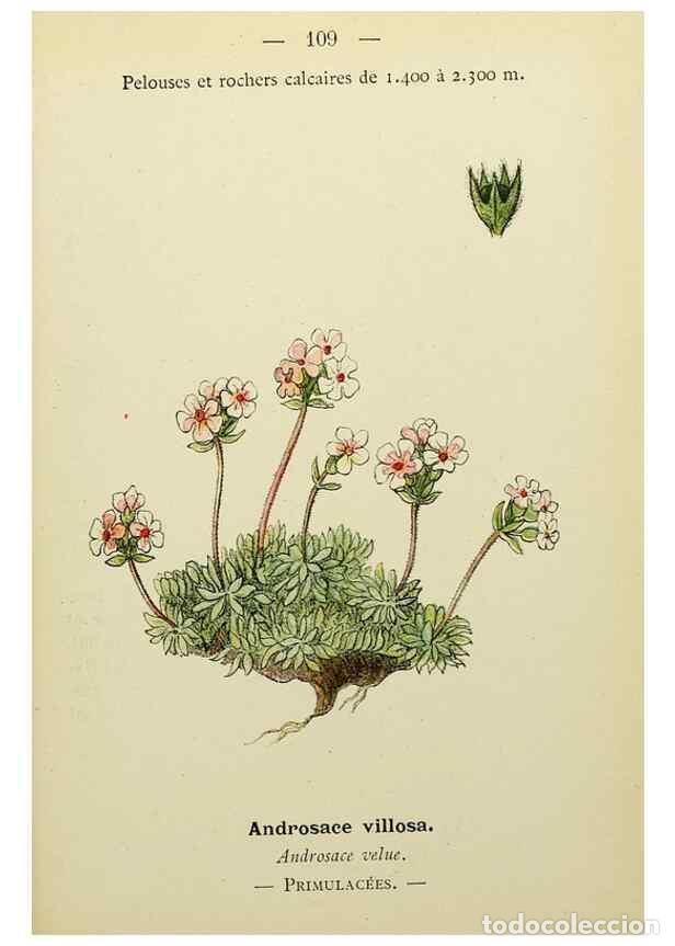 Collezionismo di Riviste e Giornali: Reproducci&oacute;n/Reproduction 49345329866: Nouvelle flore colori&eacute;e de poche des Alpes et des Pyr&eacute;n&eacute;es..