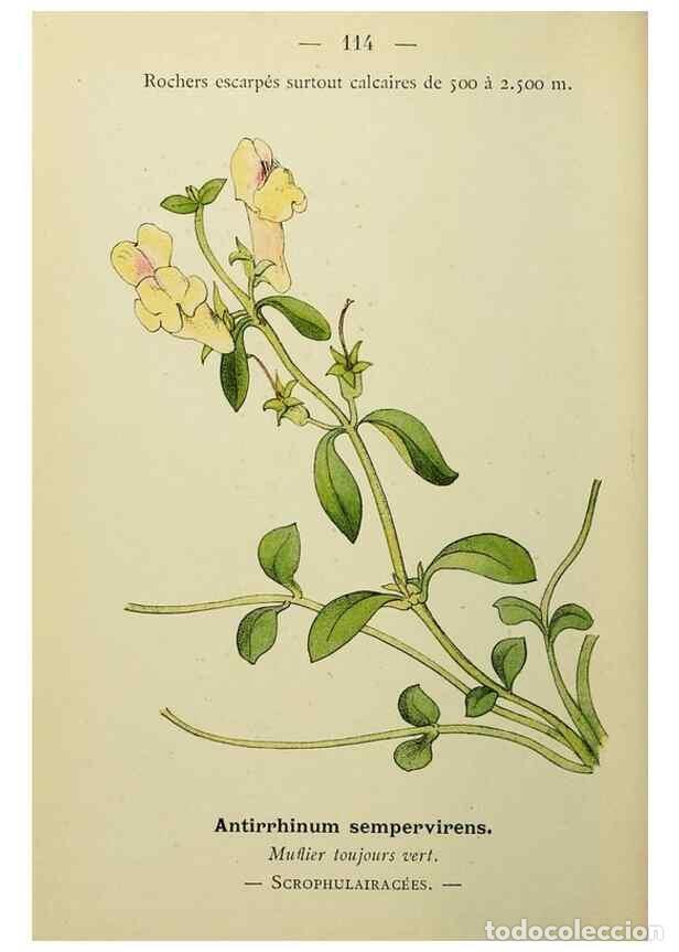 Collezionismo di Riviste e Giornali: Reproducci&oacute;n/Reproduction 49344872093: Nouvelle flore colori&eacute;e de poche des Alpes et des Pyr&eacute;n&eacute;es..