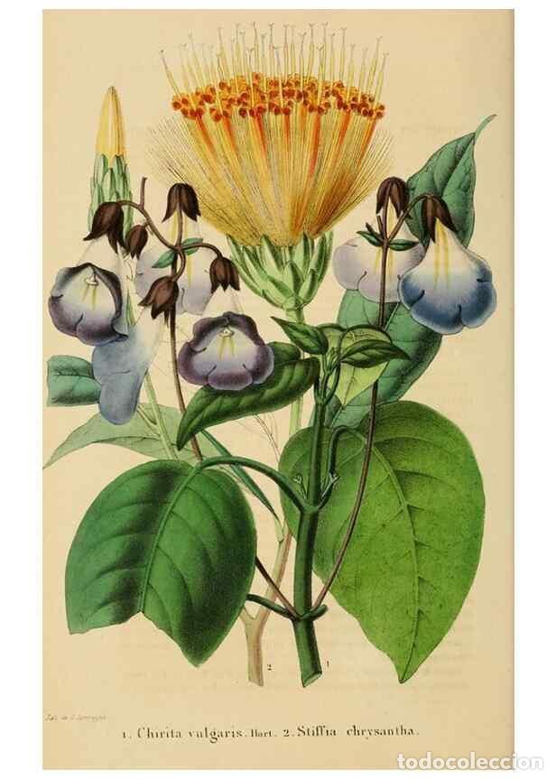 Collezionismo di Riviste e Giornali: Reproducci&oacute;n/Reproduction 49268986716: Belgique horticole.. Li&eacute;ge.. - Morren, Charles,