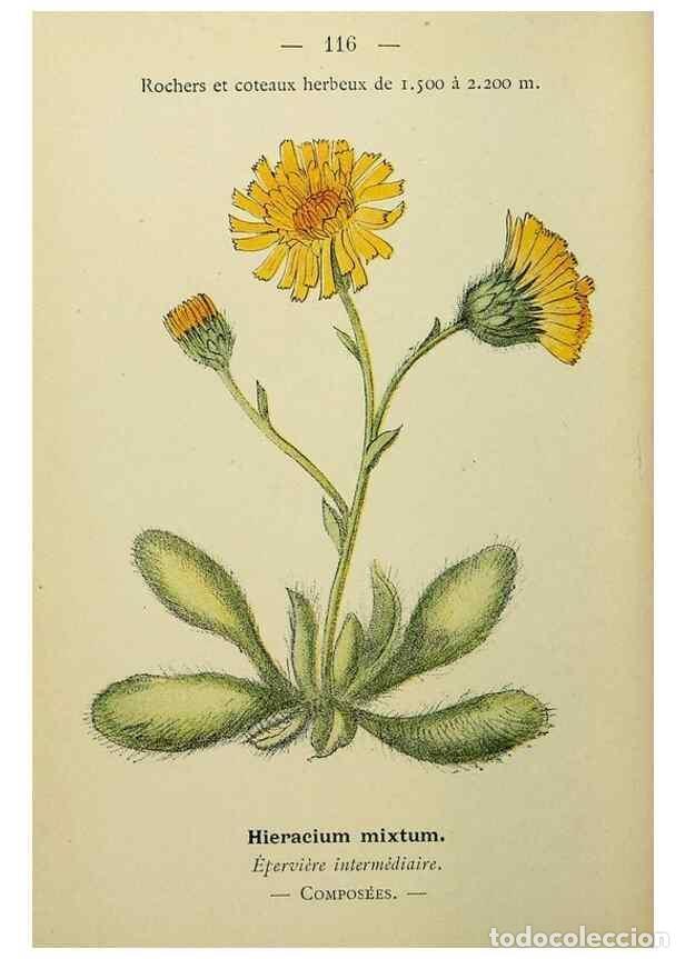 Collezionismo di Riviste e Giornali: Reproducci&oacute;n/Reproduction 49344872703: Nouvelle flore colori&eacute;e de poche des Alpes et des Pyr&eacute;n&eacute;es..