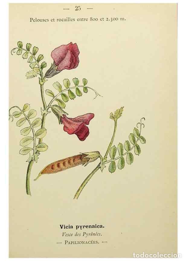 Collezionismo di Riviste e Giornali: Reproducci&oacute;n/Reproduction 49344936258: Nouvelle flore colori&eacute;e de poche des Alpes et des Pyr&eacute;n&eacute;es..