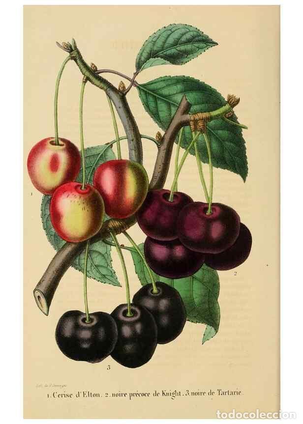 Collezionismo di Riviste e Giornali: Reproducci&oacute;n/Reproduction 49268978791: Belgique horticole.. Li&eacute;ge.. - Morren, Charles,