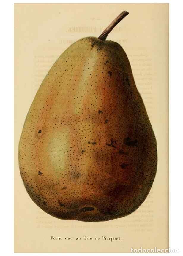 Collezionismo di Riviste e Giornali: Reproducci&oacute;n/Reproduction 49268522103: Belgique horticole.. Li&eacute;ge.. - Morren, Charles,