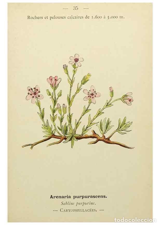 Collezionismo di Riviste e Giornali: Reproducci&oacute;n/Reproduction 49345400716: Nouvelle flore colori&eacute;e de poche des Alpes et des Pyr&eacute;n&eacute;es..
