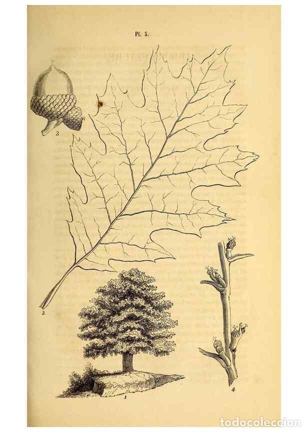 Collezionismo di Riviste e Giornali: Reproducci&oacute;n/Reproduction 49269333406: Belgique horticole.. Li&eacute;ge.. - Morren, Charles,