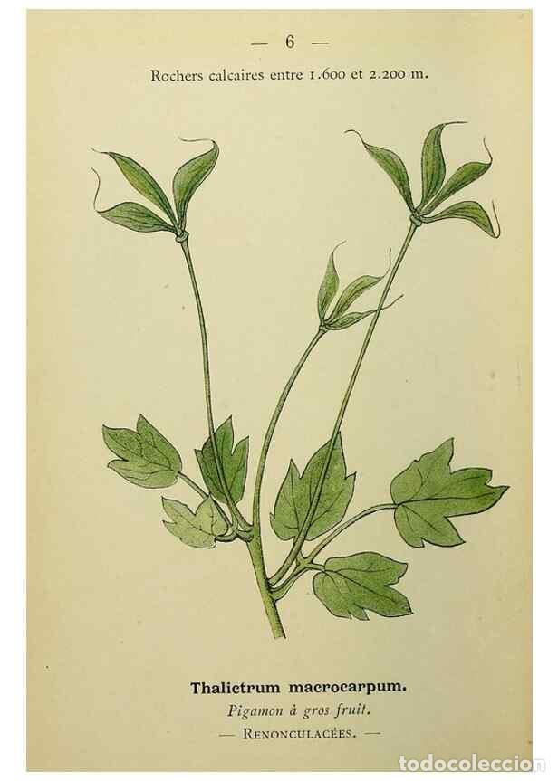 Collezionismo di Riviste e Giornali: Reproducci&oacute;n/Reproduction 49345389046: Nouvelle flore colori&eacute;e de poche des Alpes et des Pyr&eacute;n&eacute;es..