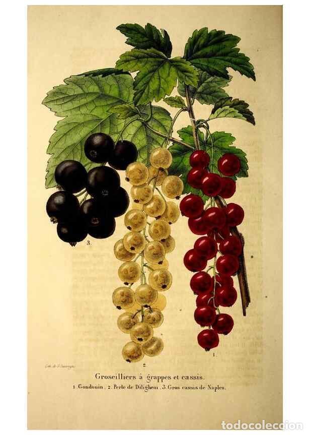 Collezionismo di Riviste e Giornali: Reproducci&oacute;n/Reproduction 49269535222: Belgique horticole.. Li&eacute;ge.. - Morren, Charles,