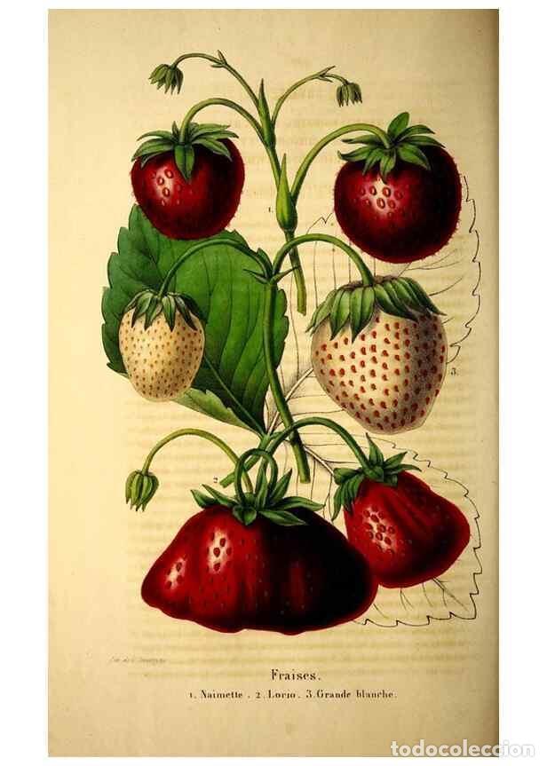 Collezionismo di Riviste e Giornali: Reproducci&oacute;n/Reproduction 49269337726: Belgique horticole.. Li&eacute;ge.. - Morren, Charles,