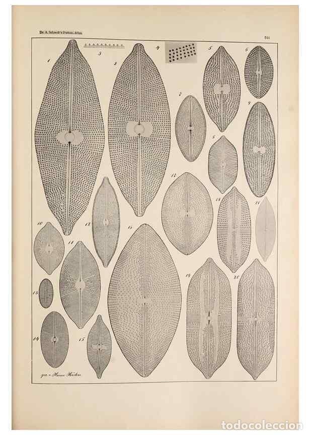 Collectionnisme de Revues et Journaux: Reproducci&oacute;n/Reproduction 49352420441: Atlas der Diatomaceen-Kunde /. Leipzig :O.R. Reisland,[1874-1